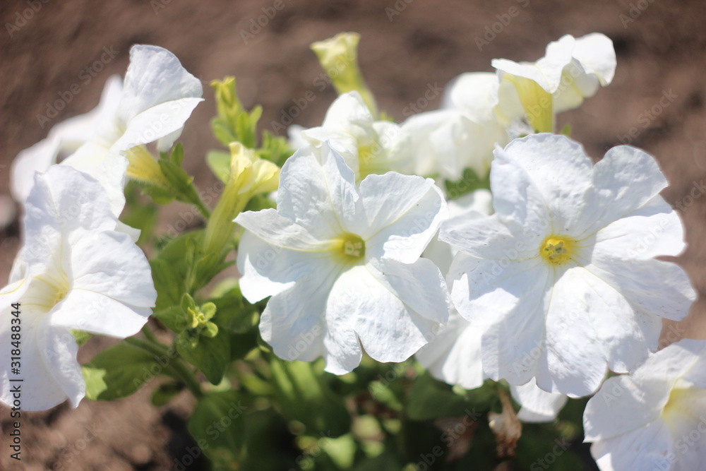 Fototapeta premium Morning petunia flower in the garden