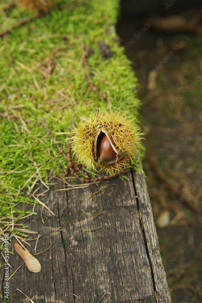 Obraz premium 栗拾い