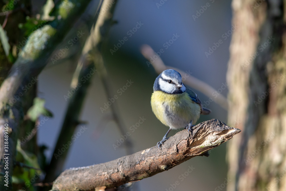 Blue Tit (Cyanistes caeruleus) in the nature protection area Moenchbruch near Frankfurt, Germany. Blue Tit (Cyanistes caeruleus) in the nature protection area Moenchbruch near Frankfurt, Germany.