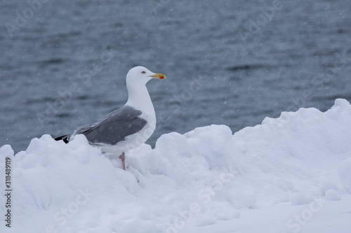 Möwe im Winter