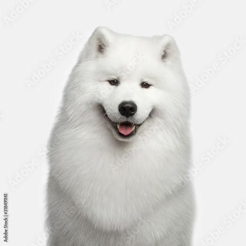 Portrait of Furry Samoyed Dog happy smiling isolated on white background, front view