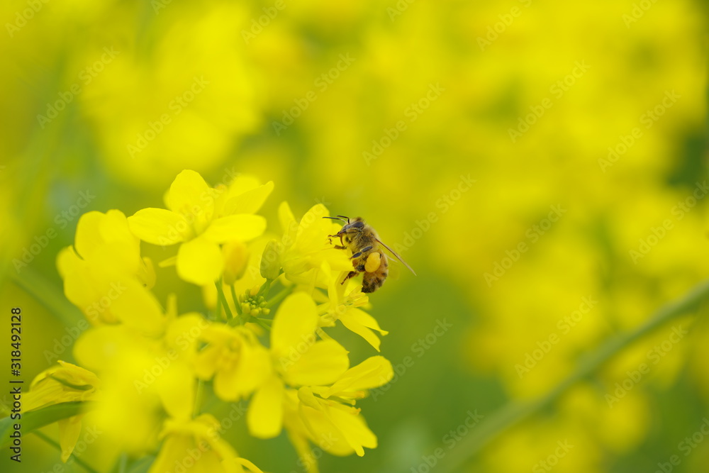 菜の花 菜の花