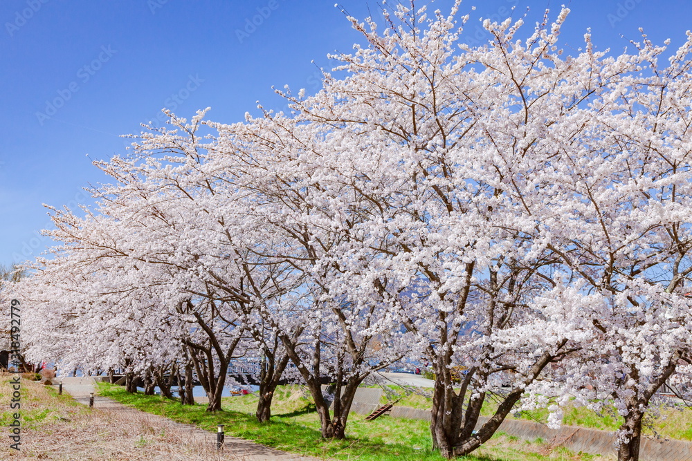 満開の桜並木、山梨県富士河口湖町河口湖にて 満開の桜並木、山梨県富士河口湖町河口湖にて