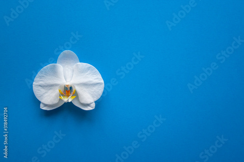 Orchid flower on trendy blue color of 2020 year background top view. Backdrop with place for text  sale  design  women day  holiday