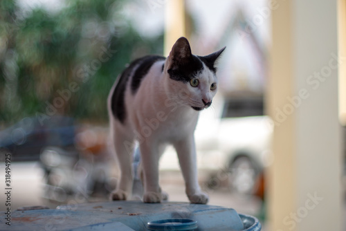 Portrait of white and black cat at home, close up Thai cat