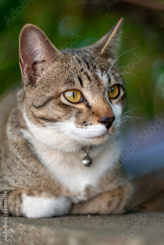 Portrait of striped cat looking something, close up Thai cat