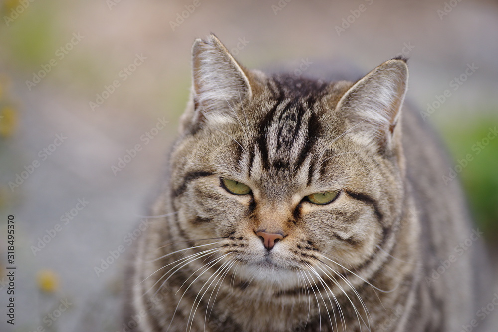 可愛い猫ちゃん 可愛い猫ちゃん