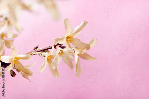 Spring flowers on a pink background resembling sakura. Greeting card concept. Macro shooting.