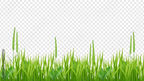 Green grass border. Realistic field or meadow isolated on transparent background. Plant vector background. Illustration meadow green, field lawn