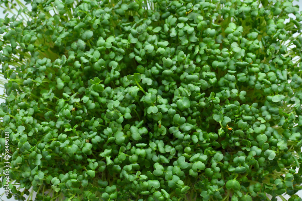 Microgreens sprouts. microgreen Foliage Macro. Healthy eating concept.
