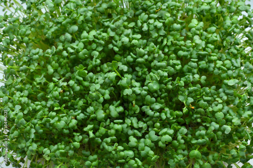 Microgreens sprouts. microgreen Foliage Macro. Healthy eating concept. Microgreens sprouts. microgreen Foliage Macro. Healthy eating concept.