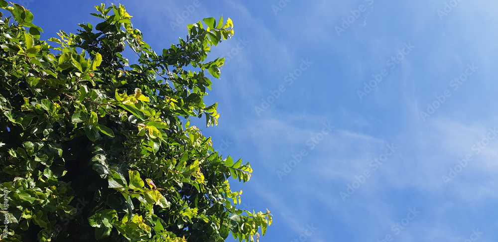 Flower , tree and plant in the garden and bluesky Flower , tree and plant in the garden and bluesky