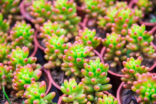Lovely succulent plants