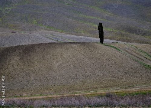 Foto scattata ai famosi cipressi delle Crete Senesi nei dintorni di Asciano (SI). photo