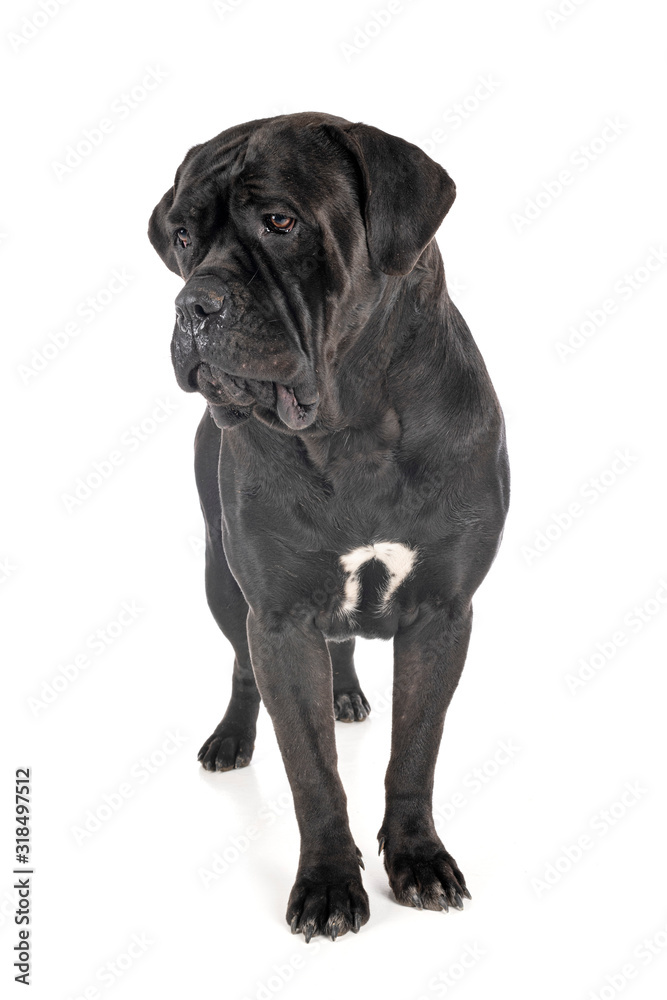 cane corso in studio cane corso in studio