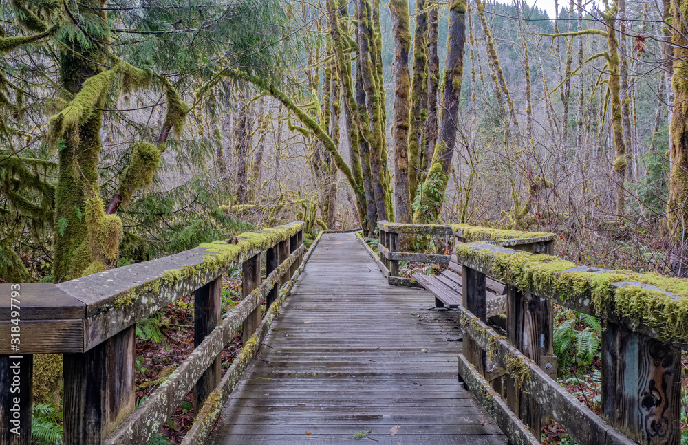 Obraz premium Mossy trees in a forest Oregon state.