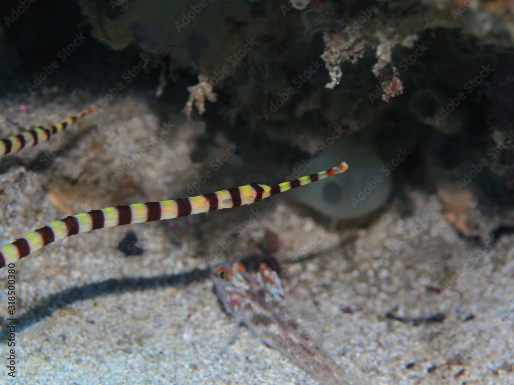 The amazing and mysterious underwater world of Indonesia, North Sulawesi, Manado, pipefish