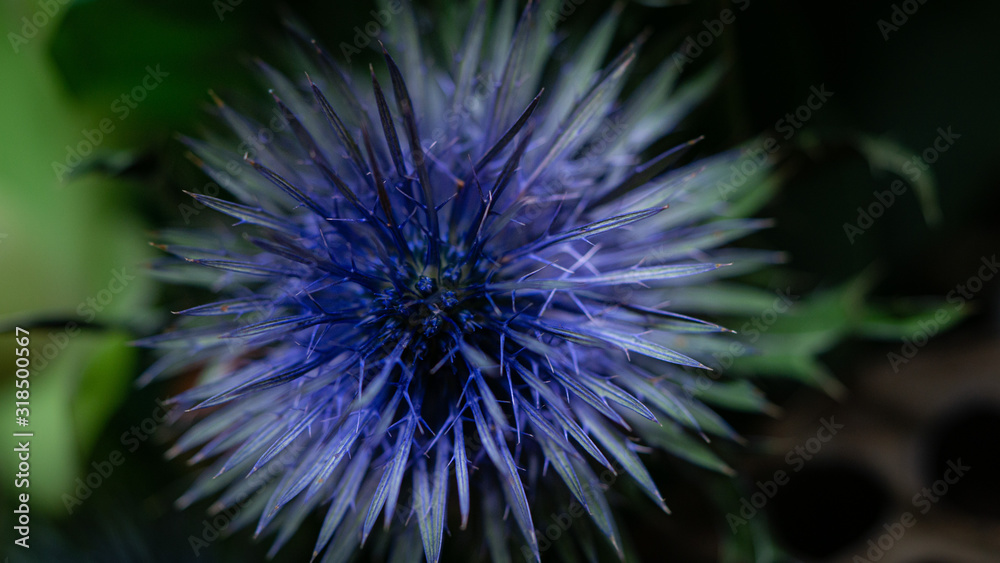 blue prickly flower. Macro photography. Closeup blue prickly flower. Macro photography. Closeup
