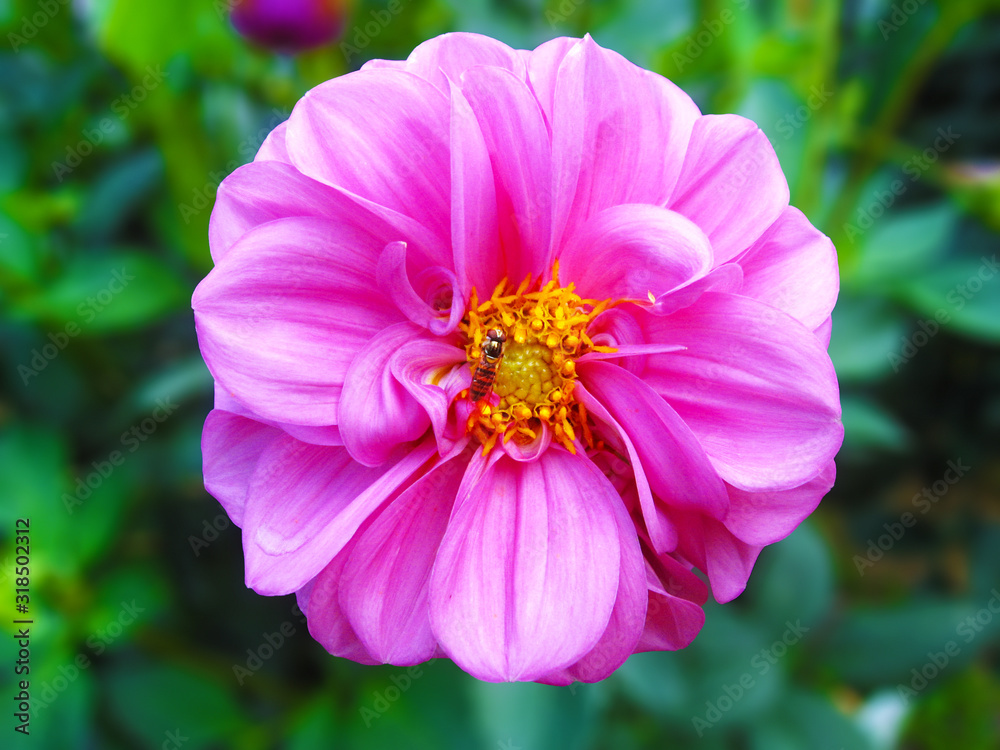 Bees fly from flower　蜂と花