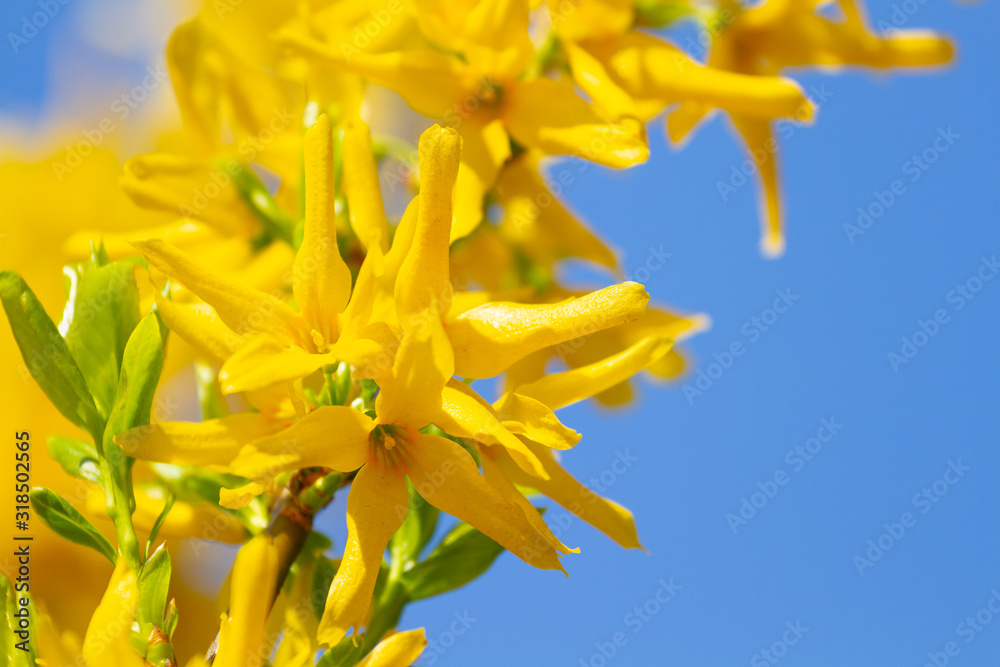 Fototapeta premium Forsythia flowers bloomed