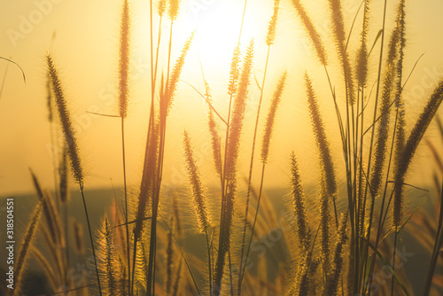 Close-up grass flower with sunset on background. Outdoor in the natural concept