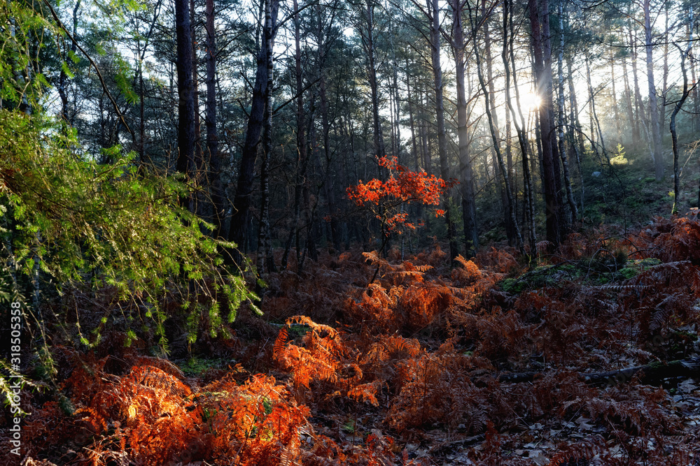 winter sunrise in the french Gâtinais regional nature park winter sunrise in the french Gâtinais regional nature park