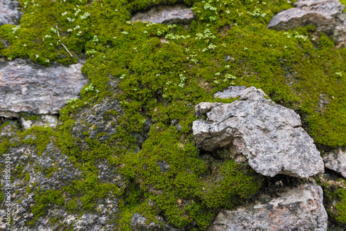 Moss on stone   Background