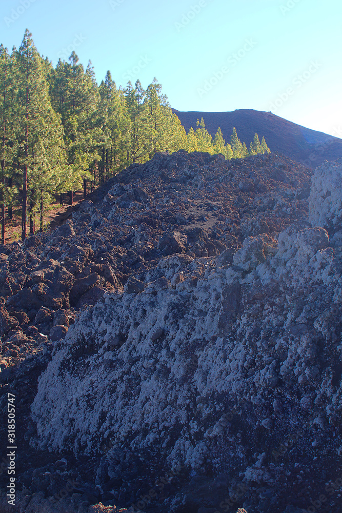 Obraz premium Border where the lava from the 1909 Chinyero eruption flows through the forest of endemic Canary island pines (Tenerife, Spain)