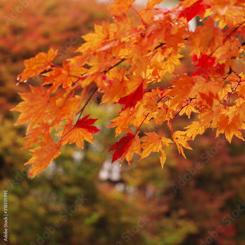 雨の紅葉