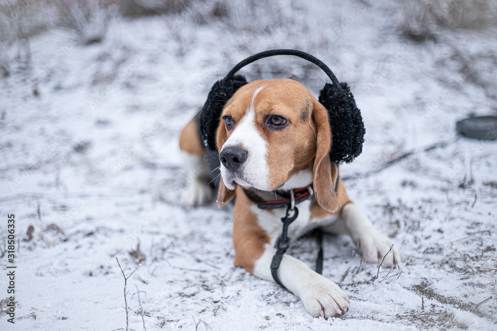 Beagle dog in black fur earflaps in winter park.