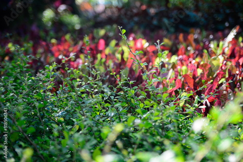 japanese holly evergreen and cordyline fruticosa photo