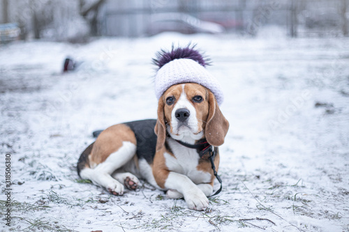 Beagle dog in black fur earflaps in winter park.