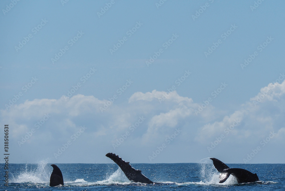 Fototapeta premium OLYMPUS DIGITAL CAMERA