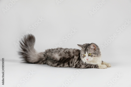 gray cute cat lies on white background © Volodymyr Shcerbak