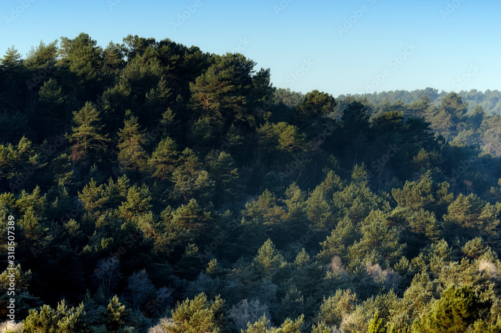 Hills of the Fontainebleau forest in the french Gâtinais regional nature park