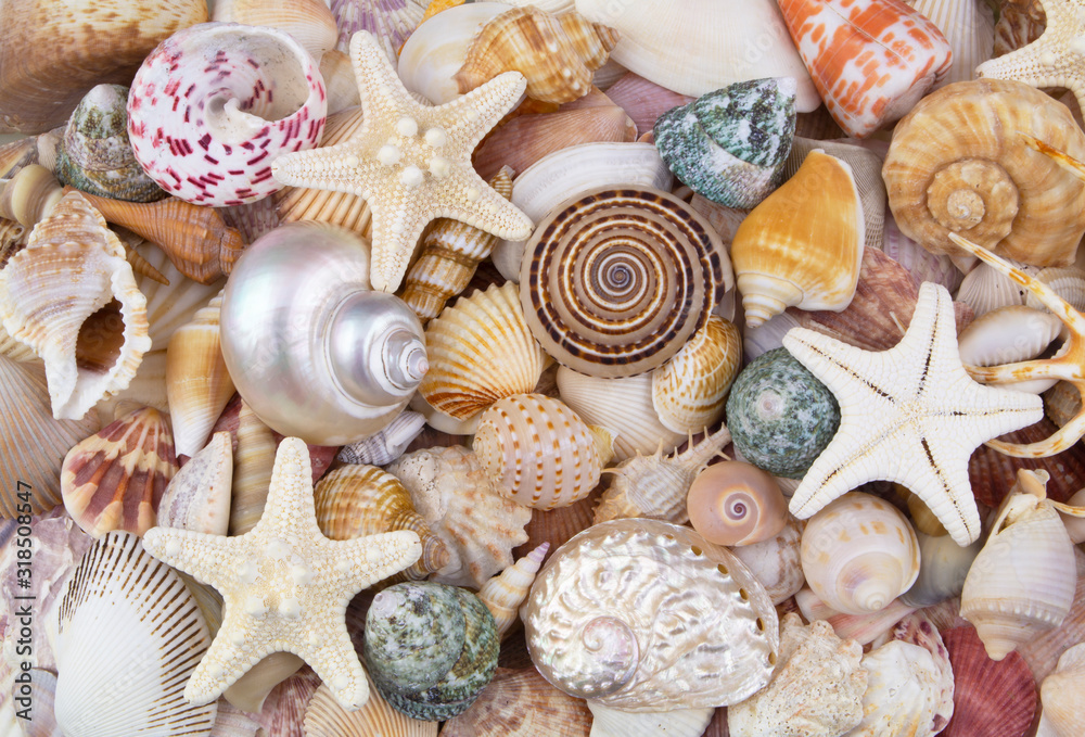 Starfishes on colorful seashells background Starfishes on colorful seashells background