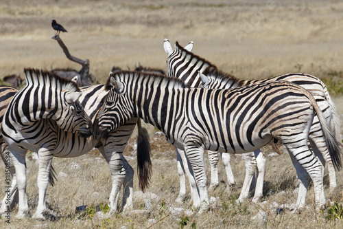 A herd of zebra  Etosha National Park  Namibia  Africa.