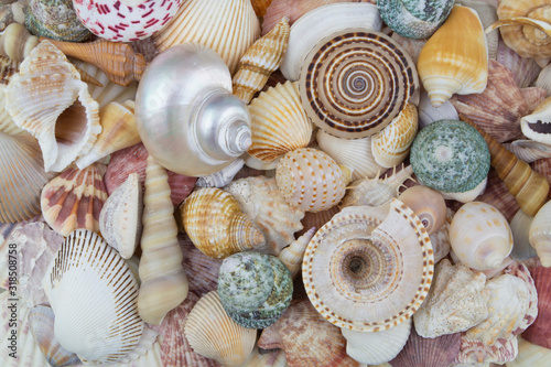 Seashell background or texture
