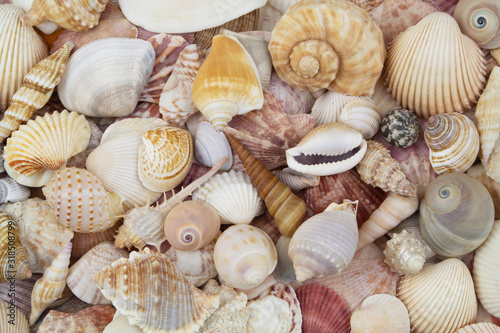 Seashell background, lots of different sea shells piled together