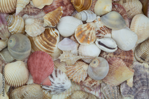Many seashells as pattern