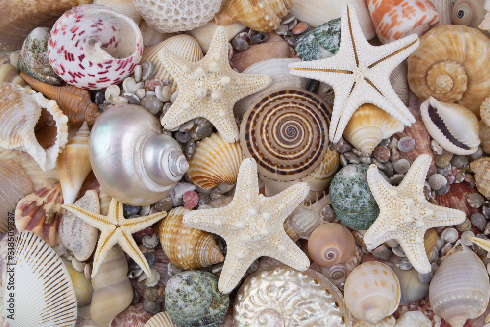 Starfishes and seashells Starfishes and seashells