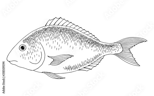 Dorado fish graphic black white isolated illustration vector