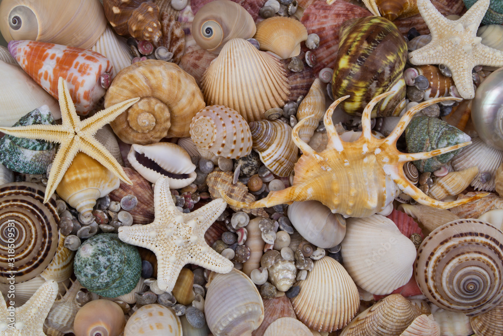 Amazing seashells and starfishes close up Amazing seashells and starfishes close up