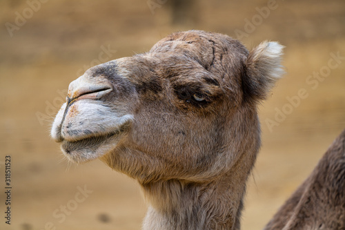 Dromedary, Camelus dromedarius in Jerez de la Frontera, Andalusia, Spain © rudiernst