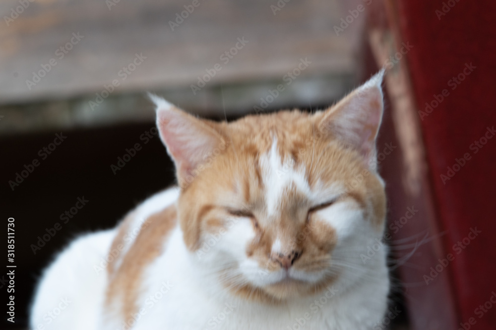 Fototapeta premium cat called rorey