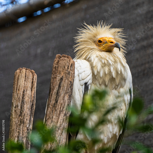 Egyptian vulture Neophron percnopterus in Jerez de la Frontera  Andalusia  Spain