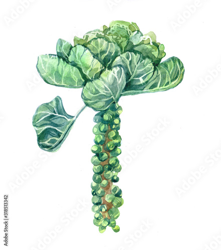 Watercolor Brussels sprouts on white background 