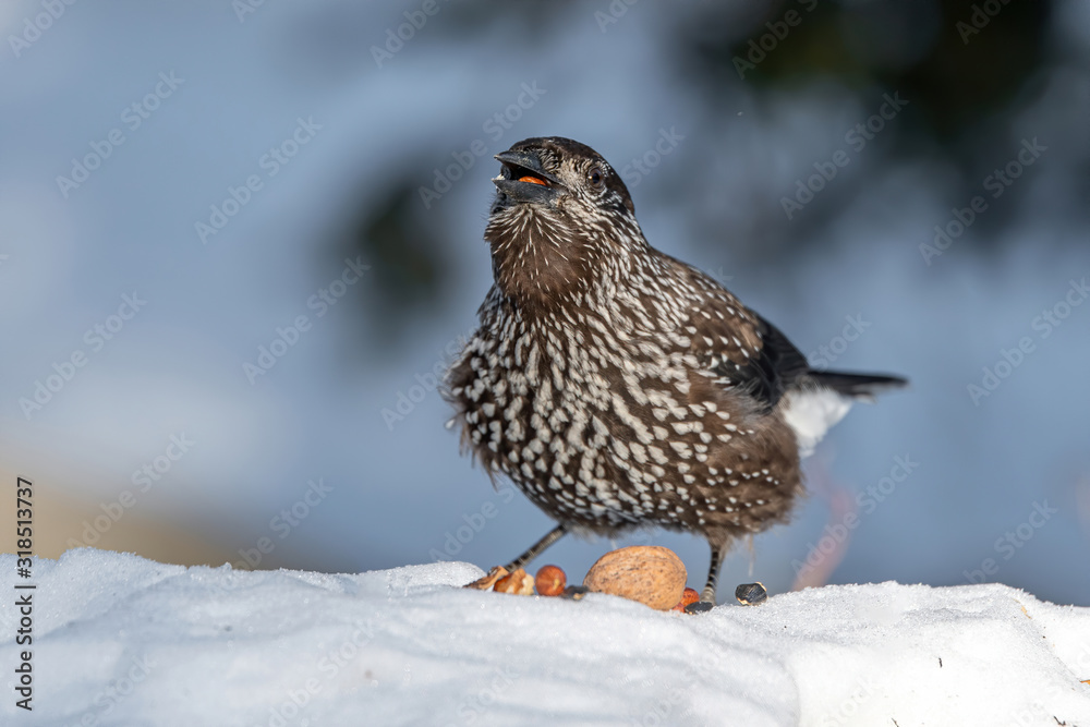 Close-up portrait of beautiful Spotted Nutcracker (Nucifraga caryocatactes) Close-up portrait of beautiful Spotted Nutcracker (Nucifraga caryocatactes)