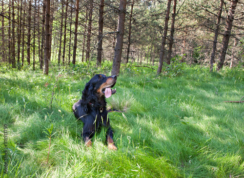 Dog breed Setter Gordonin lying on emerald green meadow in the forest