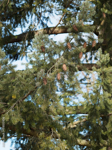 (Pseudotsuga menziesii) Pin d'Orégon ou sapin de Douglas aux aiguilles en écouvillon souples vert foncé autour de rameaux pendant sur tiges régulières